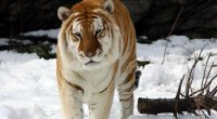 Strange Snow Tiger9985717001 200x110 - Strange Snow Tiger - Tiger, Strange, Snow, Roaring